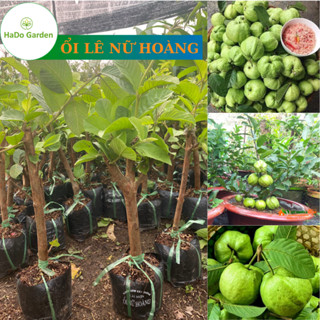 Ổi Nữ Hoàng (ảnh thật số 2) giống ổi rất phù hợp trồng chậu, cây chỉ cao 60 cm mà đã cho trái chi chít trên cây