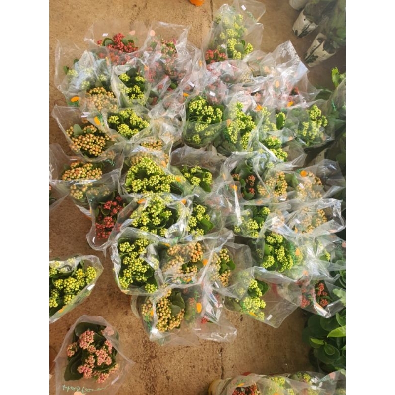 Chậu hoa sống đời