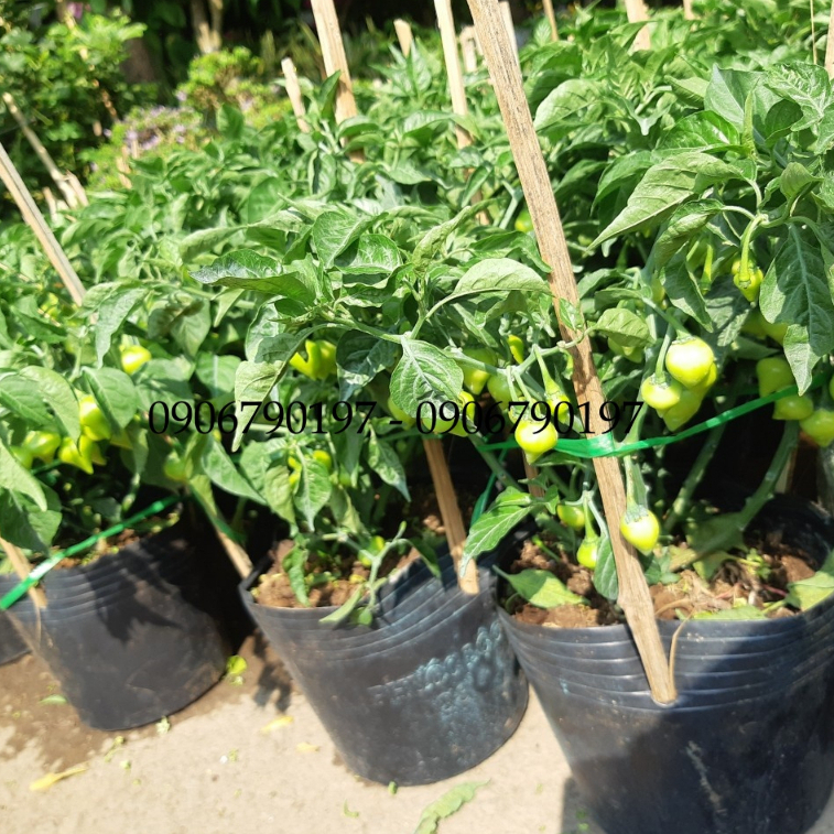 Cây ớt TIM SIÊU TRÁI
