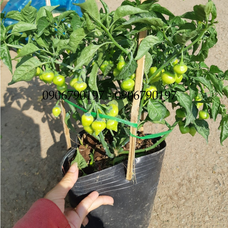 Cây ớt TIM SIÊU TRÁI