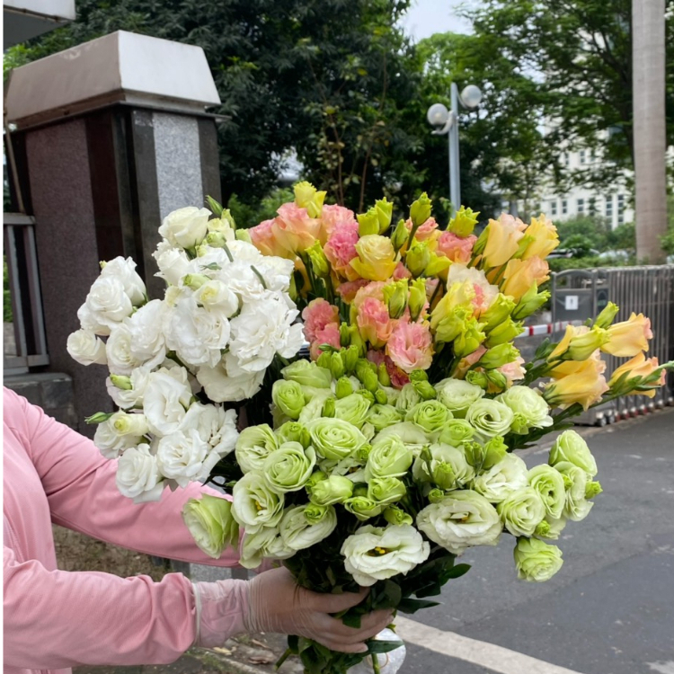 (Hoa Tươi) Hoa Lan Tường