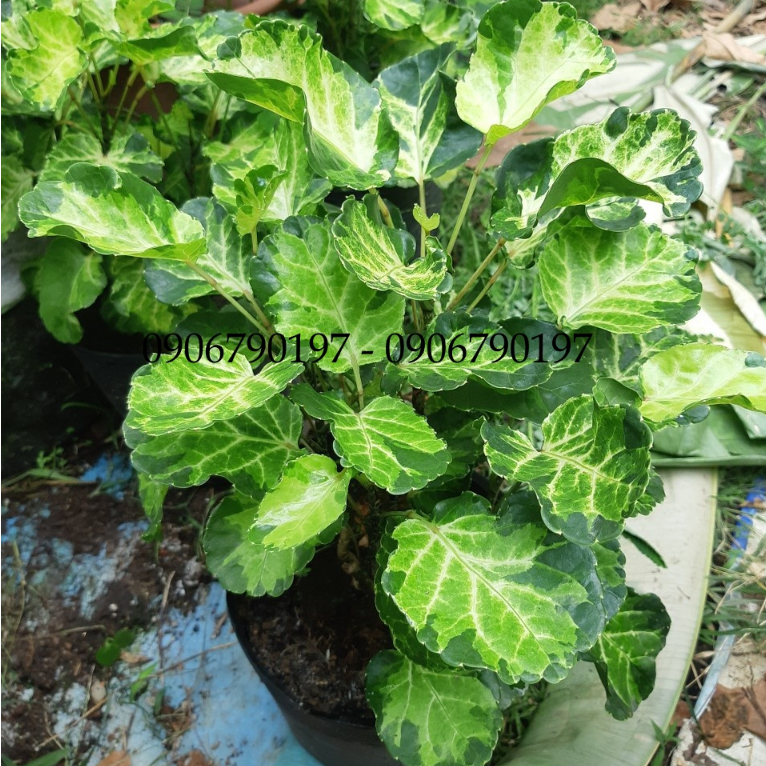 Cây đinh lăng CHÉN cẩm thạch