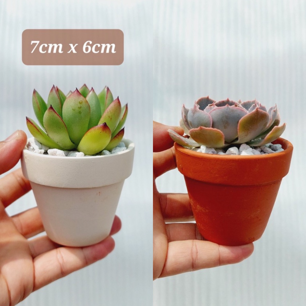 Chậu đất nung 7x7cm - trồng sen đá, xương rồng mini / chậu nâu đất