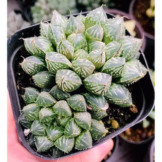 Sen đá Haworthia cooperi v pilifera