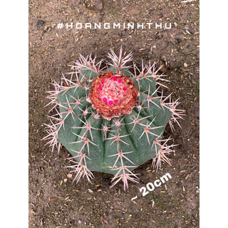 Xương rồng melo rễ chính chủ 18 - 20cm / snailgarden