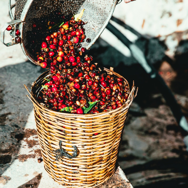 Cà Phê Bột Cà Phê Pha Máy Cà Phê Nấm Hầu Thủ Hữu Cơ, Lion’s Mane Mushroom