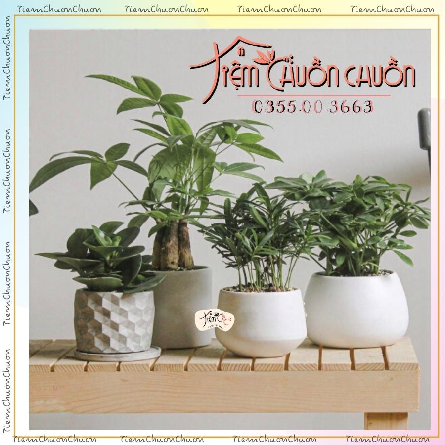 Chậu Sứ TRẮNG Trồng Cây Cảnh - Chậu cây đẹp Trồng Cây Sen Đá - Tiệm Chuồn Chuồn - tiemchuonchuon - Chậu Sứ Bát Tràng