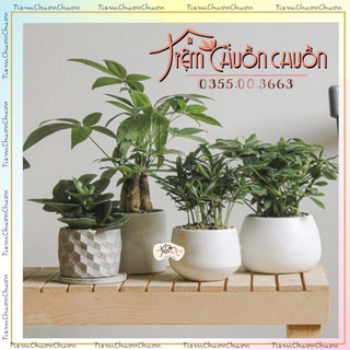 Chậu sứ trắng trồng cây cảnh - chậu cây đẹp trồng cây sen đá - tiệm chuồn chuồn - tiemchuonchuon - chậu sứ bát tràng