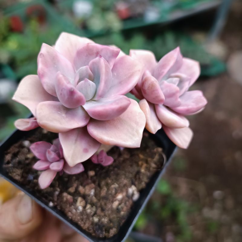 Mới sale+ Sen Đá Hồng Var -Đột biến.