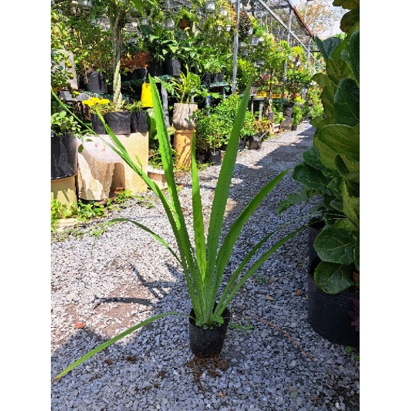 Cây lan rẻ quạt vàng, lan lúa ( cao 30-40cm)