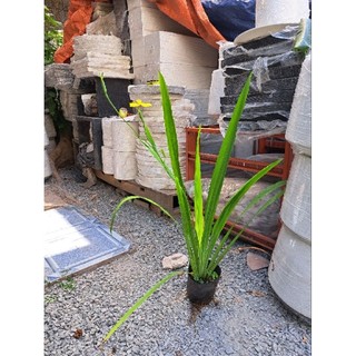 Cây lan rẻ quạt vàng, lan lúa ( cao 30-40cm)