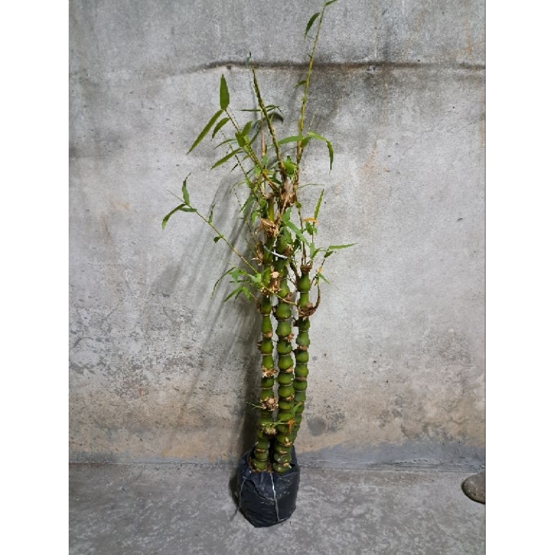 Cây trúc phật bà, trúc quan âm trồng cảnh