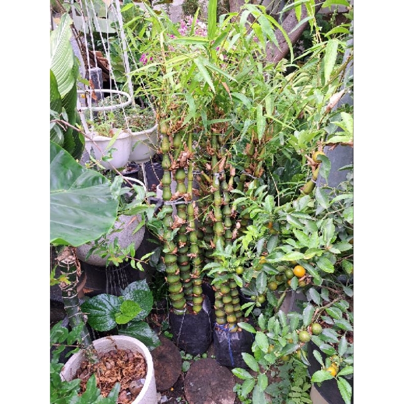 Cây trúc phật bà, trúc quan âm trồng cảnh