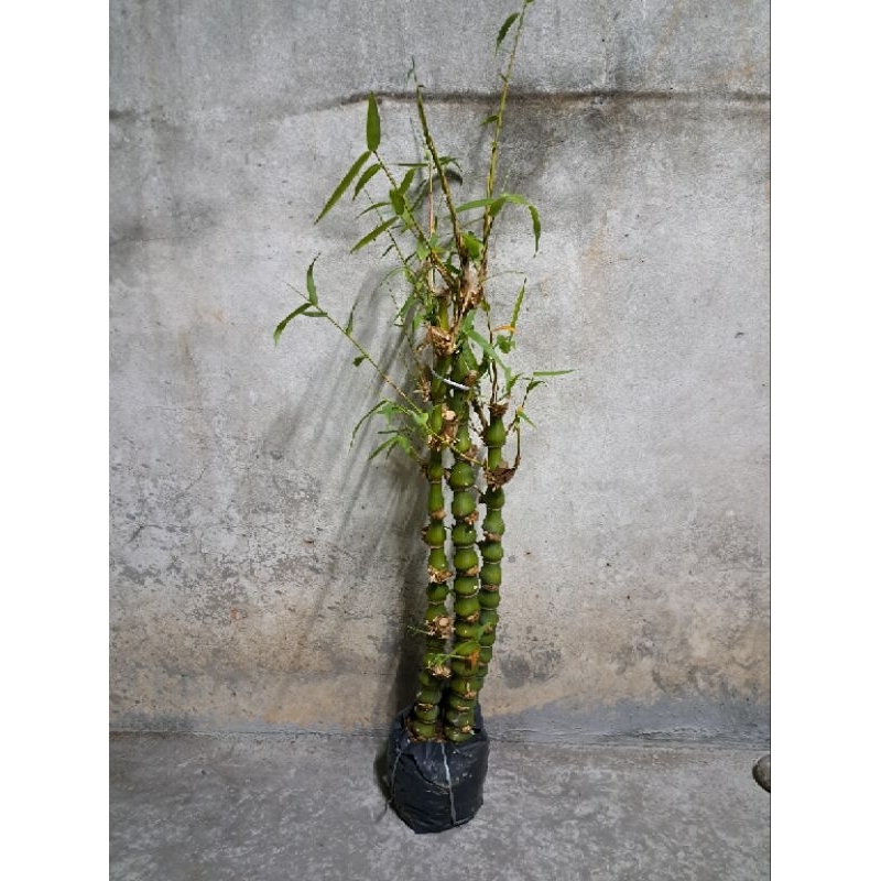 Cây trúc phật bà, trúc quan âm trồng cảnh