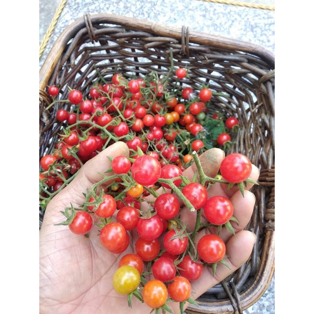 Hạt Giống Cà Chua Bi Rừng ( Gói 20 Hạt) -[MUA 5 TẶNG 1 CÙNG LOẠI - Dễ Trồng, Ăn ngon]