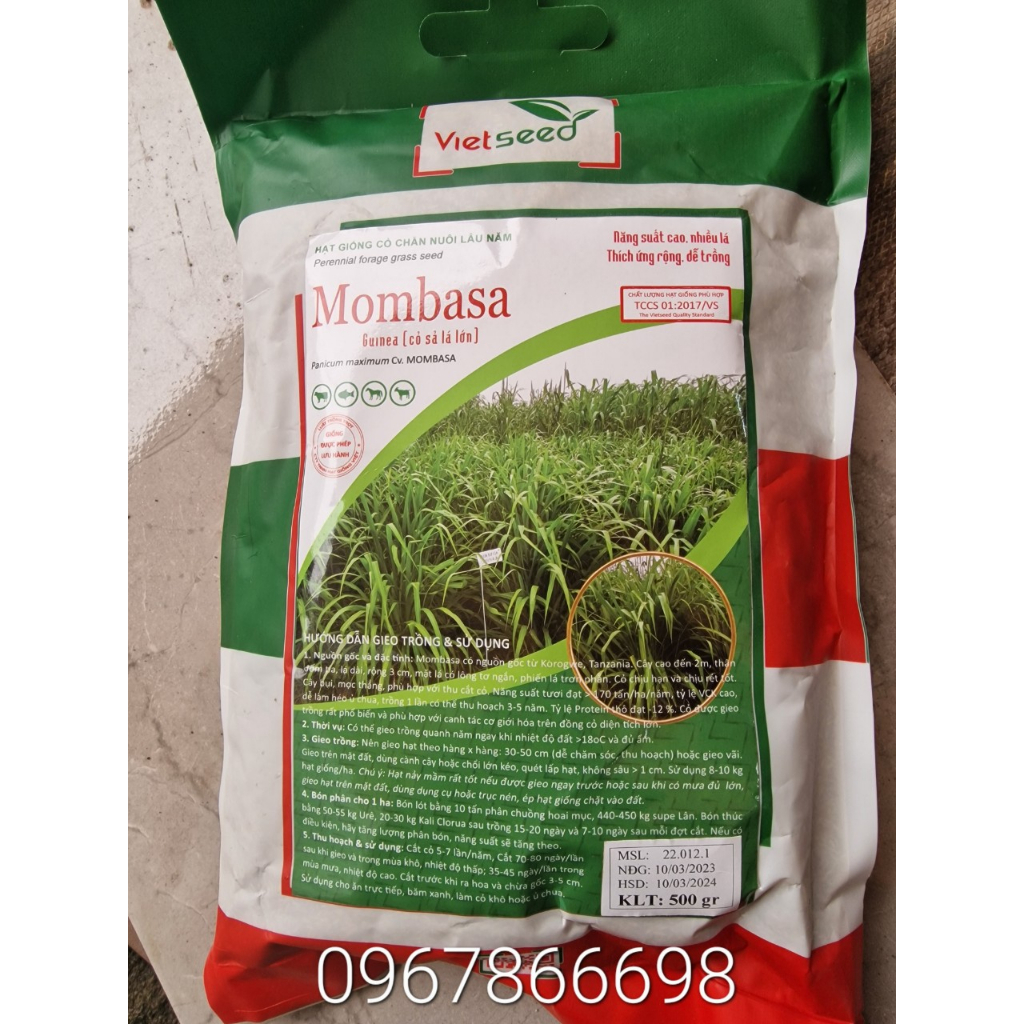 Hạt giống cỏ sả Mombasa Ghine loại 1 ( hàng bảo đảm, tỉ lệ nảy mầm cao)