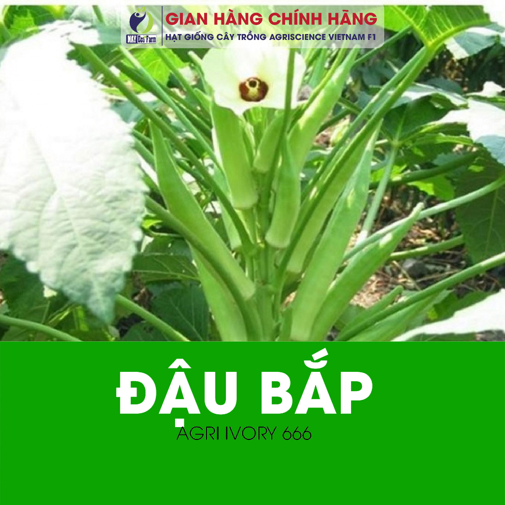 Combo 10 túi ngẫu nhiên : cải ngọt, rau dền, cải thìa, cà chua, dưa leo, đay, ngò, mồng tơi, đậu cove, muống  h2t farm