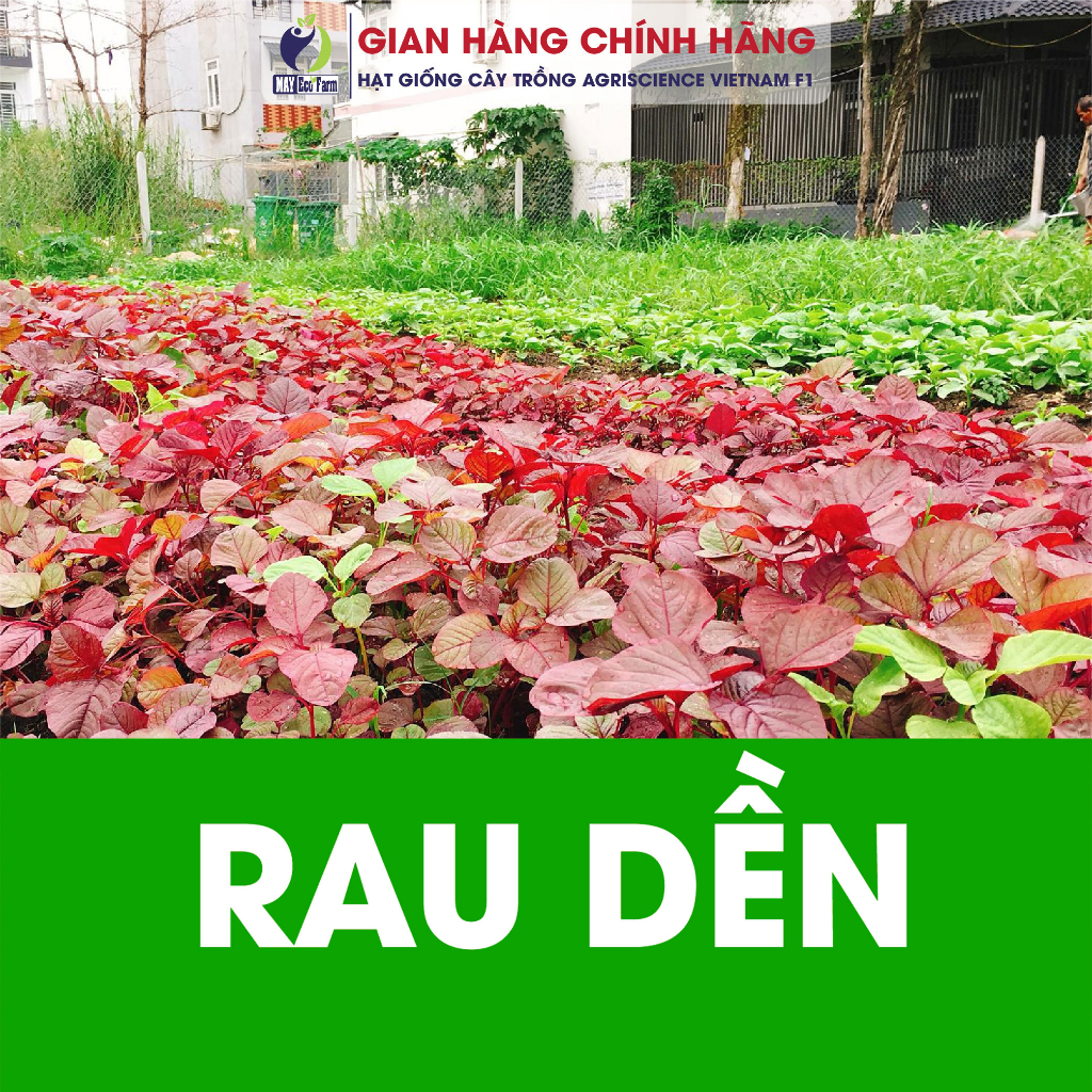 Combo 10 túi ngẫu nhiên : cải ngọt, rau dền, cải thìa, cà chua, dưa leo, đay, ngò, mồng tơi, đậu cove, muống  h2t farm