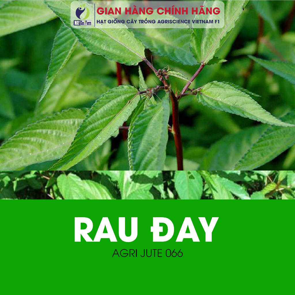 Combo 10 túi ngẫu nhiên : cải ngọt, rau dền, cải thìa, cà chua, dưa leo, đay, ngò, mồng tơi, đậu cove, muống  h2t farm