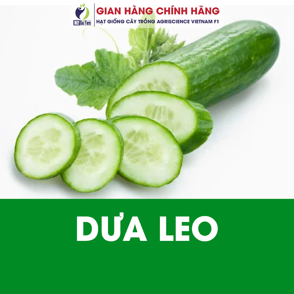 Combo 10 túi ngẫu nhiên : cải ngọt, rau dền, cải thìa, cà chua, dưa leo, đay, ngò, mồng tơi, đậu cove, muống  h2t farm