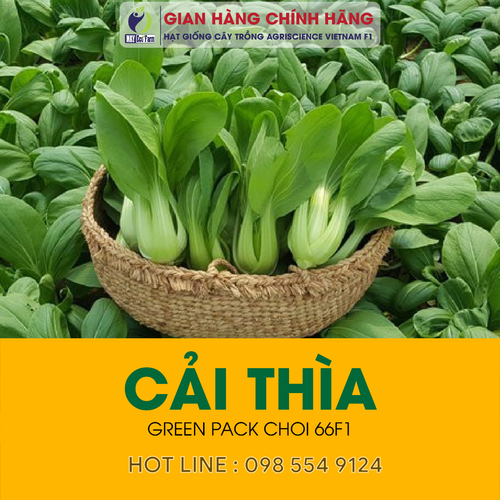 Combo 10 túi ngẫu nhiên : cải ngọt, rau dền, cải thìa, cà chua, dưa leo, đay, ngò, mồng tơi, đậu cove, muống  h2t farm