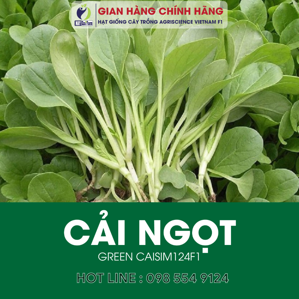 Combo 10 túi ngẫu nhiên : cải ngọt, rau dền, cải thìa, cà chua, dưa leo, đay, ngò, mồng tơi, đậu cove, muống  h2t farm