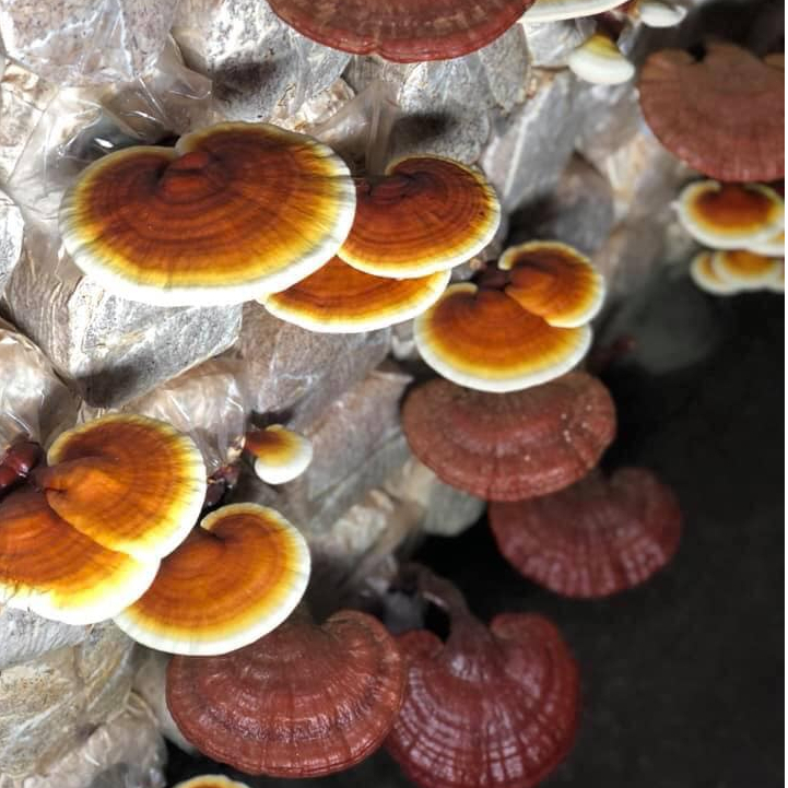 Nấm Linh Chi Đỏ Hữu Cơ Thái Lát Gói 300g/ 500g