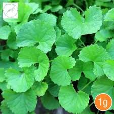 Hạt giống rau má ta lá nhỏ -gói 1gr