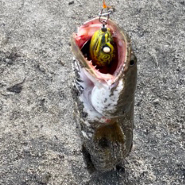 Nhái hơi mồi câu lure F3 giá rẻ nhạy cá có màu trắng Ngọc trinh chính hãng