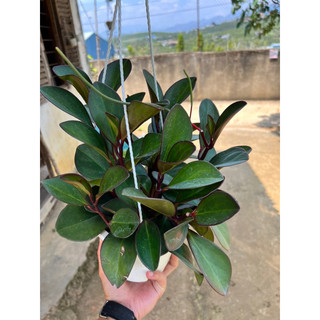 Cây Trường Sinh tím chậu treo