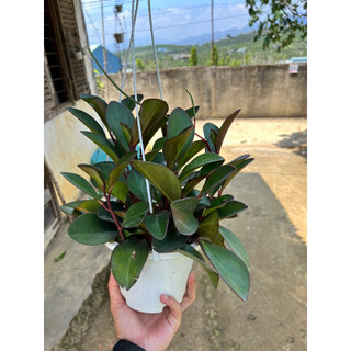 Cây Trường Sinh tím chậu treo
