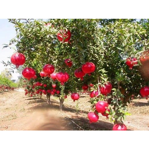 Hạt Giống Lựu Đỏ Đậm Lùn ( Gói 10 Hạt) - Trái đỏ đậm vị rất ngọt, Giàu dinh dưỡng và làm đẹp da