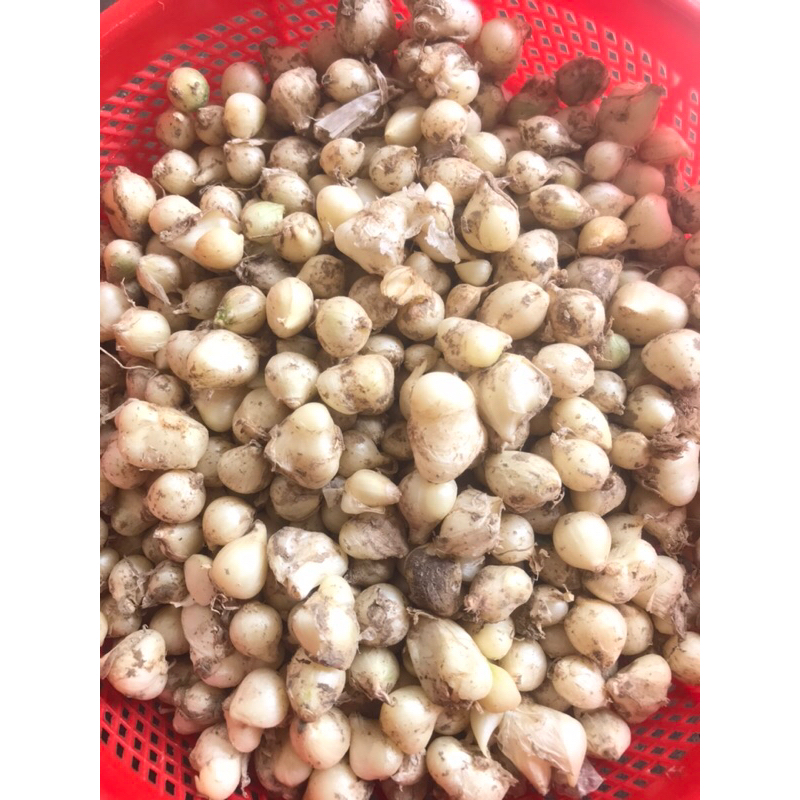 CỦ NÉN HUẾ  SIÊU THƠM