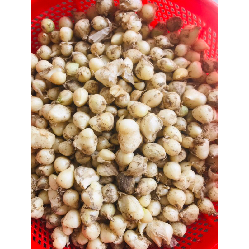 CỦ NÉN HUẾ  SIÊU THƠM