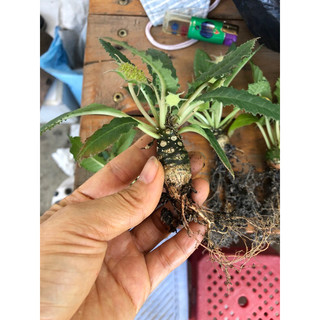 cây hoa mặt trời lá dài