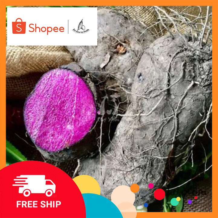 Khoai Mỡ Tím (1kg) ở TPHCM [GIAO HOẢ TỐC &amp; TOÀN QUỐC] (Purple Yam)