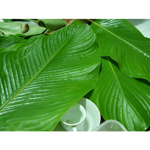 Lá Dong Tươi Gói Bánh Chưng, Gói Giò