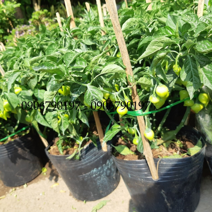 Ớt TIM SIÊU TRÁI