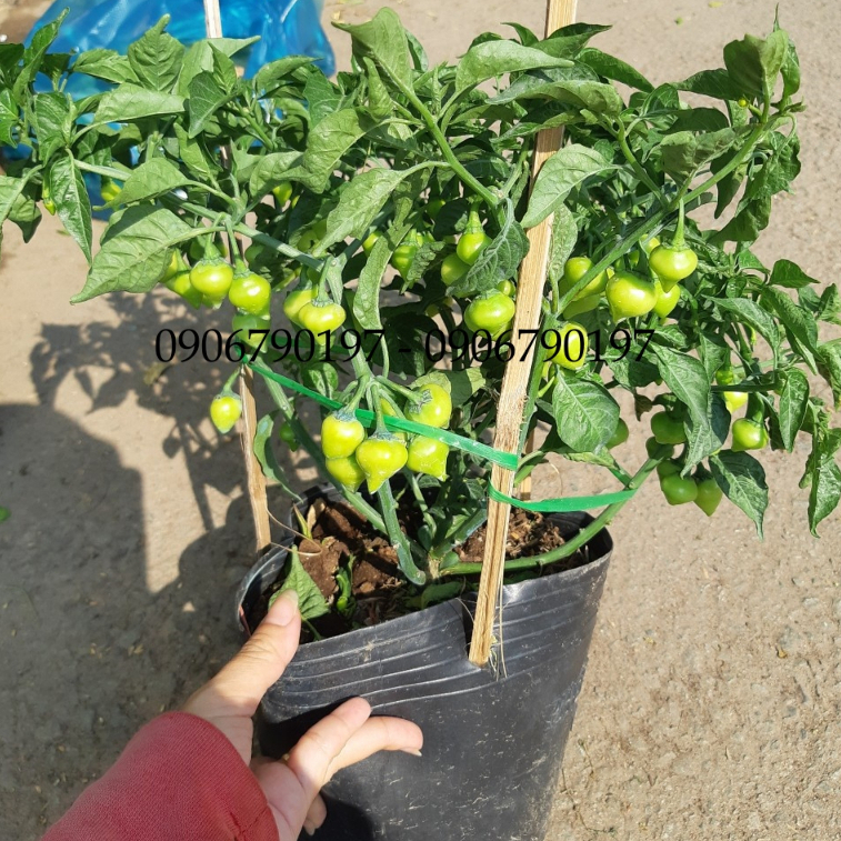 Ớt TIM SIÊU TRÁI