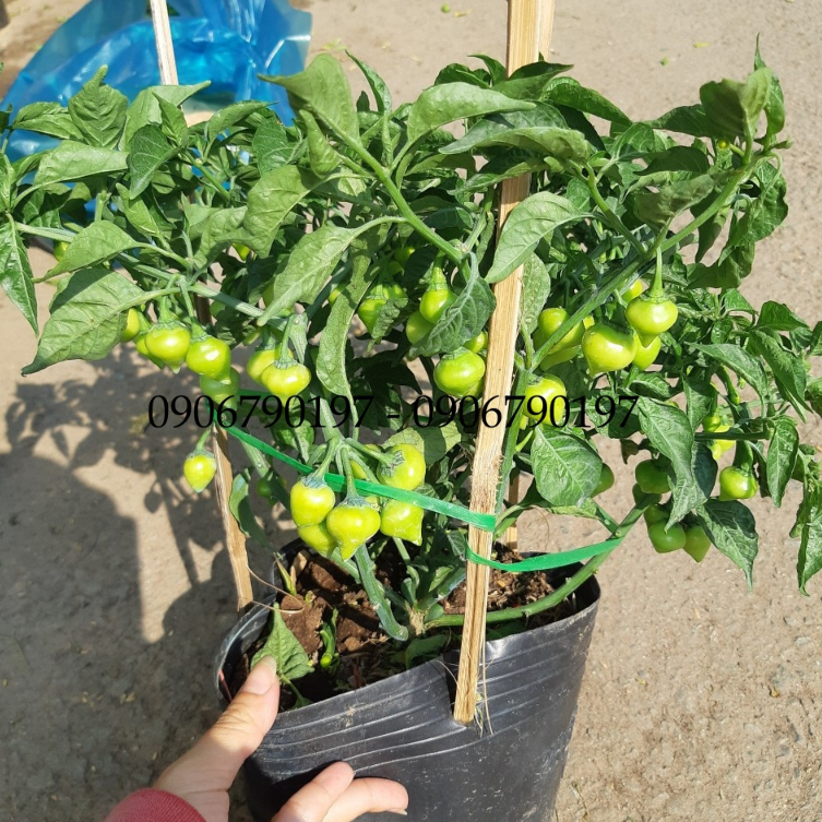 Ớt TIM SIÊU TRÁI