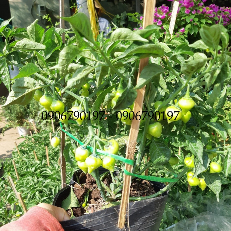 Ớt TIM SIÊU TRÁI