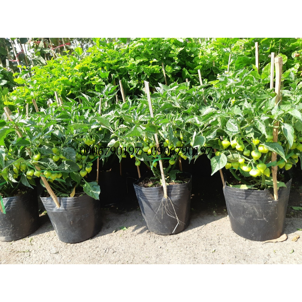 Ớt TIM SIÊU TRÁI