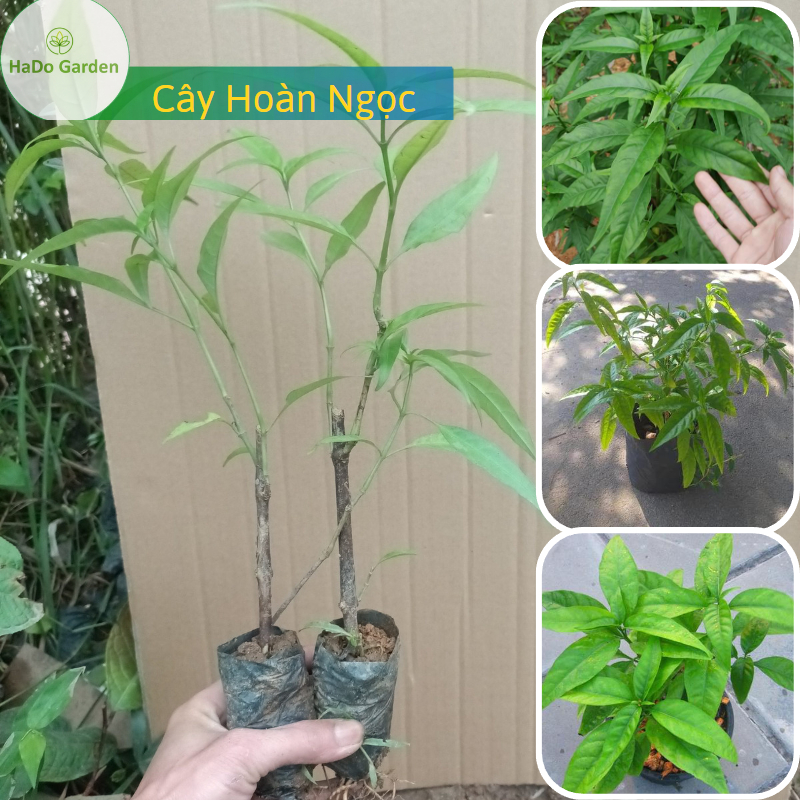 Cây Ngọc Hoàn(Cây xuân hoa, cây nhật nguyệt, cây con khỉ) loài cây dược liệu, vị thuốc nam quý từ thiên nhiên