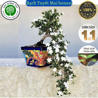 Cây Bạch Tuyết mai Bonsai mini, hoa nở chơi tết, dễ chăm sóc, dáng bonsai siêu đẹp