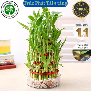 Cây Trúc Phát Tài 5 tầng thủy sinh, là cây trang trí để bàn, cây mang ý nghĩa tài phát lộc, mang lại may mắn cho gia chủ