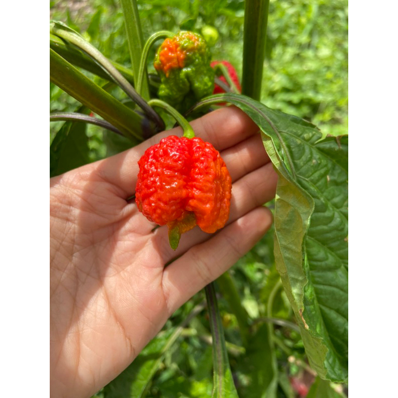 10 Hạt giống ớt Carolina reaper red, ớt cay nhất thế giới
