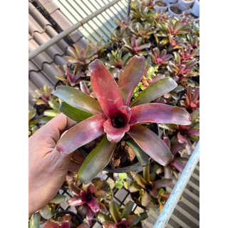 Dứa Nam Mỹ - Neoregelia fireball