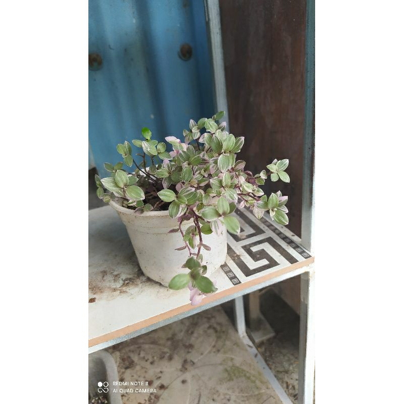 Cây thài lài pink lady