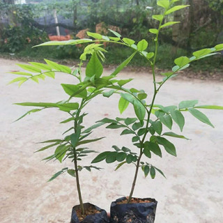 Giống cây sưa đỏ chuẩn giống -cao 60-70cm