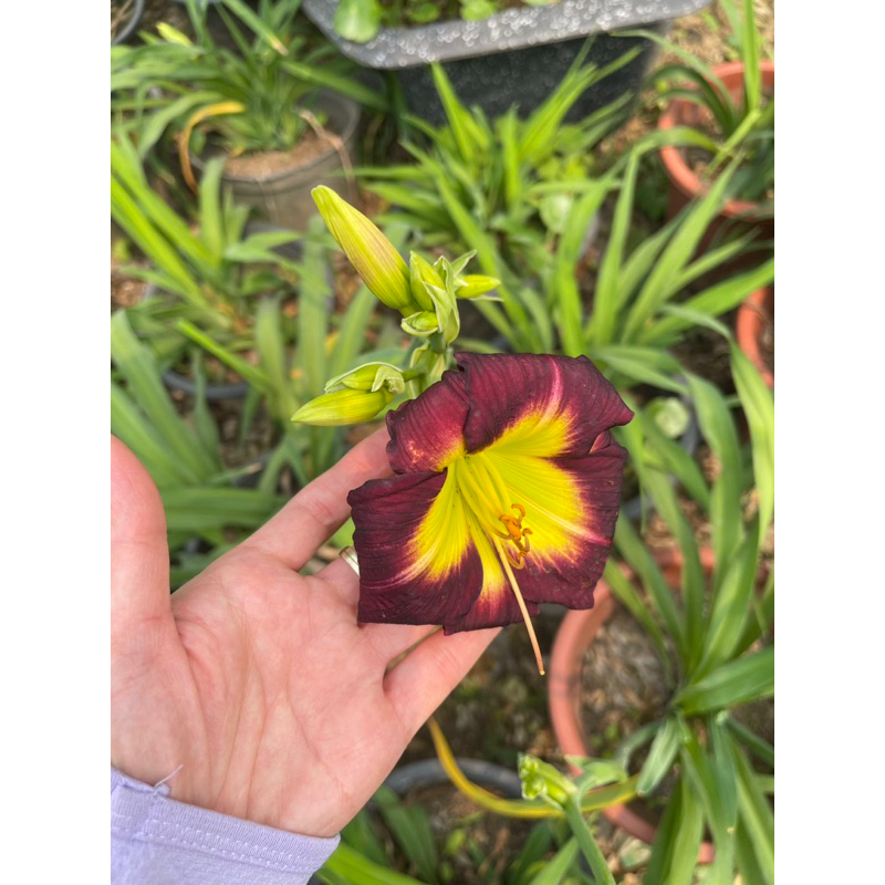 Daylily / Hoa hiên